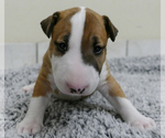Small Photo #7 Bull Terrier Puppy For Sale in KENDALL, FL, USA
