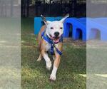 Small Boxer Mix