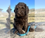 Small #3 Poodle (Standard)