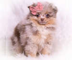 Small Photo #76 Pomeranian Puppy For Sale in WARSAW, IN, USA