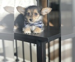 Small Photo #7 Aussie-Corgi-Poodle (Toy) Mix Puppy For Sale in CENTRALIA, IL, USA