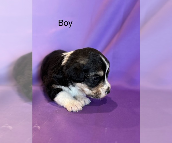 Medium Photo #6 Corgipoo Puppy For Sale in LONGMONT, CO, USA