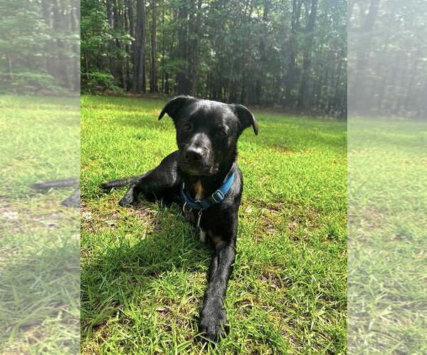 Medium Photo #1 Mutt Puppy For Sale in Shelburne, VT, USA