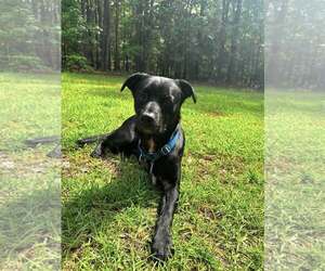 Mutt Dogs for adoption in Shelburne, VT, USA
