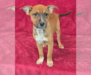 Labrador Retriever-Unknown Mix Dogs for adoption in Brewster, NY, USA