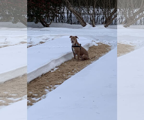 Medium Photo #3 Mutt Puppy For Sale in Rockaway, NJ, USA