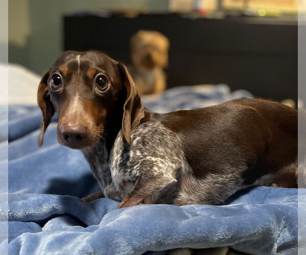 Medium Photo #4 Dachshund Puppy For Sale in St. Louis Park, MN, USA