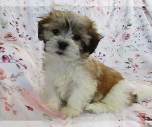 Zuchon Puppy for Sale in THORP, Wisconsin USA