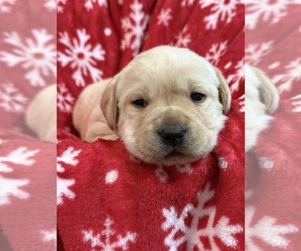 Medium Photo #7 Labrador Retriever Puppy For Sale in LELAND, NC, USA