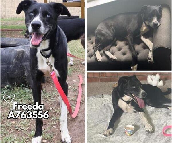 Medium Photo #1 Mutt Puppy For Sale in San Antonio, TX, USA