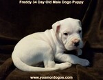 Small Photo #111 Dogo Argentino Puppy For Sale in JANE, MO, USA