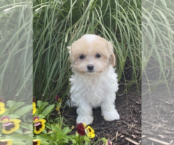 Medium Photo #1 Havanese Puppy For Sale in CANOGA, NY, USA