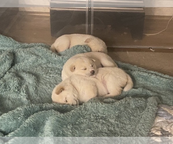 Medium Photo #12 Shiba Inu Puppy For Sale in HAMPTON, VA, USA