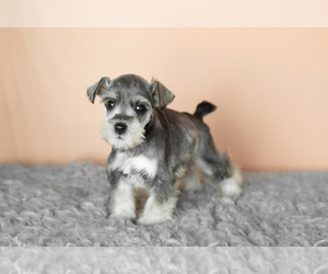 Schnauzer (Miniature) Litter for sale in MILLERSBURG, IN, USA
