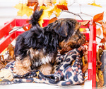 Small Photo #59 Shorkie Tzu Puppy For Sale in WAKARUSA, IN, USA