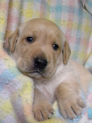 Labrador Retriever Puppy for sale in SACRED HEART, MN, USA