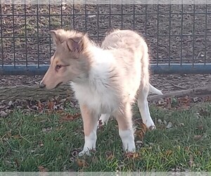 Collie Puppy for sale in ALLEN, MI, USA