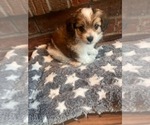 Puppy Deuce Deuce Poovanese