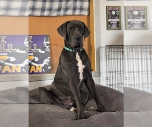 Mother of the Great Dane puppies born on 05/18/2026