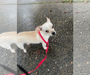 Chihuahua-Unknown Mix Dogs for adoption in Oakhurst, NJ, USA