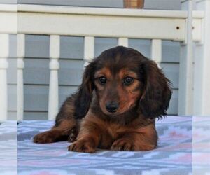 Dachshund Puppy for sale in GAP, PA, USA