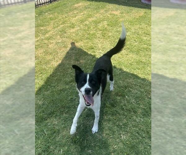 Medium Photo #1 Border Collie-Unknown Mix Puppy For Sale in Temple, TX, USA