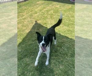 Border Collie-Unknown Mix Dogs for adoption in Temple, TX, USA