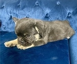 Small Photo #5 French Bulldog Puppy For Sale in SANTA FE, NM, USA
