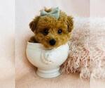 Small #7 Poodle (Toy)