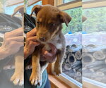 Small Photo #3  Puppy For Sale in , 