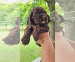 Small #4 Cocker Spaniel