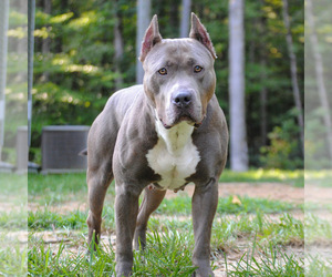 Mother of the American Bully puppies born on 04/26/2022