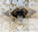 Small Shih Tzu