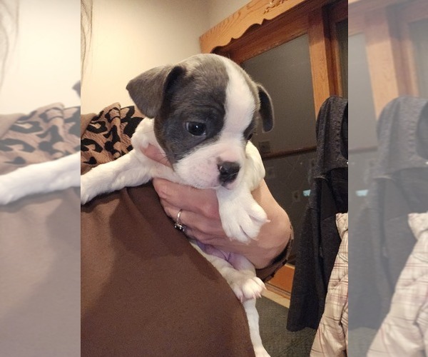 Medium Photo #1 Boston Terrier Puppy For Sale in IXONIA, WI, USA