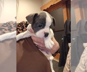Boston Terrier Puppy for sale in IXONIA, WI, USA