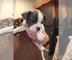 Small Boston Terrier