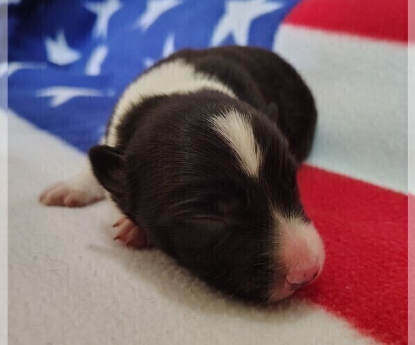 Medium Photo #76 Border Collie Puppy For Sale in NORBORNE, MO, USA