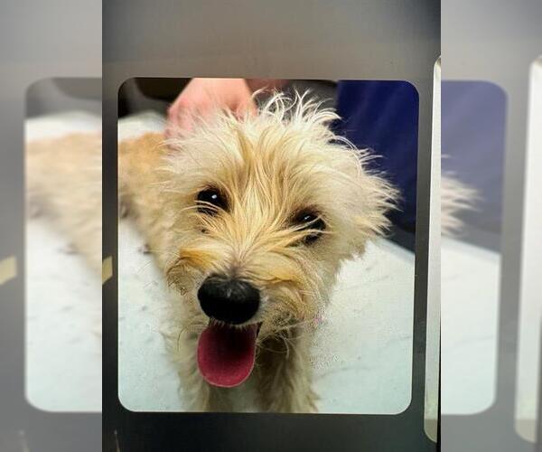 Medium Photo #1 Mutt Puppy For Sale in Lodi, CA, USA