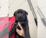 A597725 - Female Australian Shepherd-Unknown Mix Dog for Adoption - Small photo