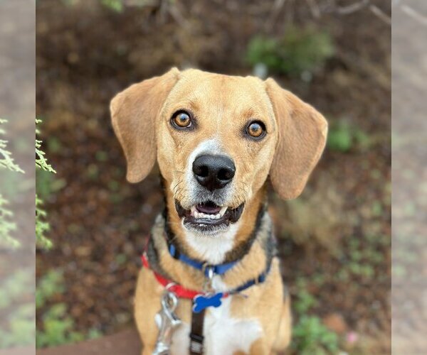 Medium Photo #18 Beagle-Unknown Mix Puppy For Sale in Kanab, UT, USA