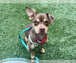 Small #2 Chihuahua Mix