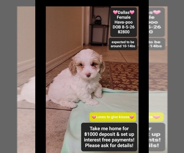 Medium Photo #1 Havapoo Puppy For Sale in TUCSON, AZ, USA