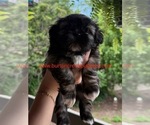 Small Photo #27 Poodle (Miniature)-Zuchon Mix Puppy For Sale in HTFD, CT, USA