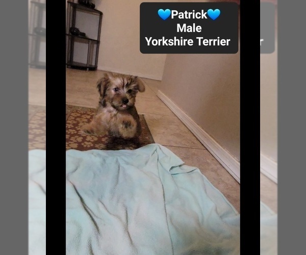 Medium Photo #2 Yorkshire Terrier Puppy For Sale in TUCSON, AZ, USA