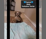 Small #1 Yorkshire Terrier