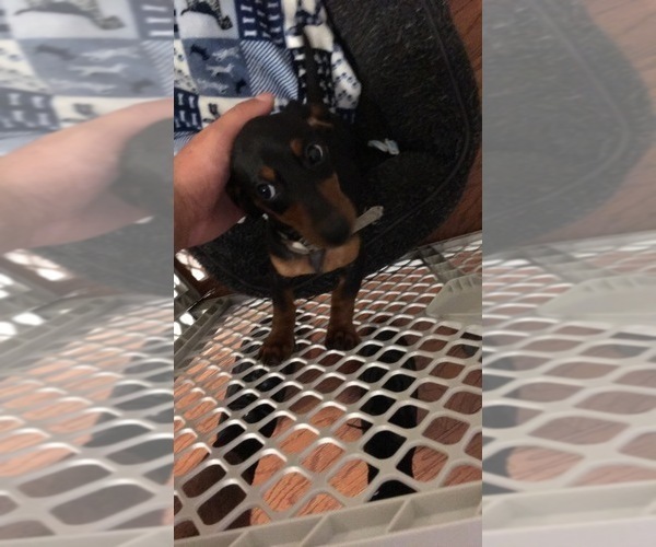 Medium Photo #1 Dachshund Puppy For Sale in CORDOVA, TN, USA