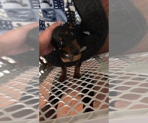 Dachshund Puppy for sale in CORDOVA, TN, USA