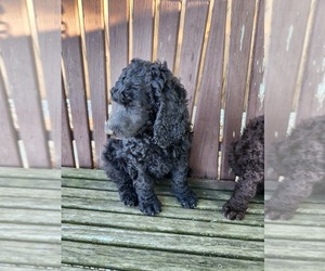 Poodle (Standard) Puppy for sale in HEDGESVILLE, WV, USA