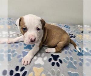 Siberian Husky-Unknown Mix Dogs for adoption in Plano, TX, USA