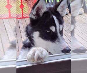 Siberian Husky Puppy for sale in EVERETT, WA, USA